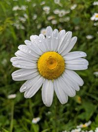 Close-up of white daisy flower