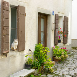 Cat looking at entrance of building