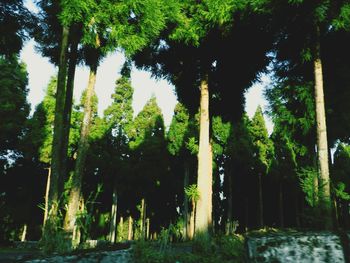 Trees against sky