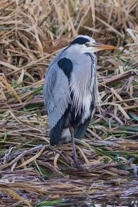 Close-up of bird perching on field