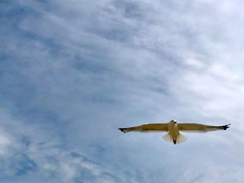 Low angle view of seagull flying in sky