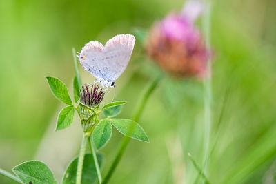 Close-up of butterfly pollinating on flower