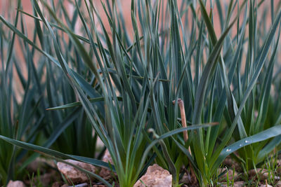 Close-up of crops growing on field