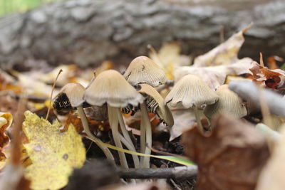 Close-up of mushrooms growing on field