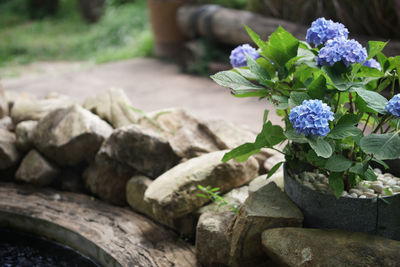 Close-up of potted plant