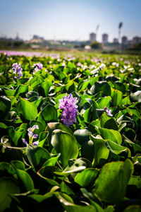 plant