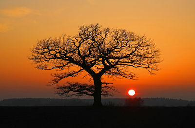 Silhouette bare oak tree against orange sky at sunset