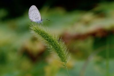 Close-up of butterfly on flower