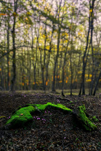 Close-up of moss growing on tree trunk