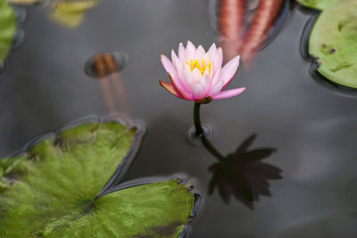 Close-up of lotus water lily in pond