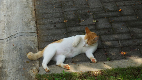 High angle view of cat relaxing on footpath