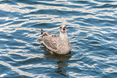 High angle view of duck swimming in lake