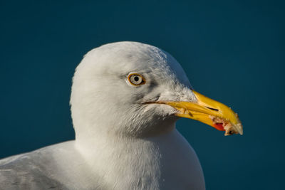 Close-up of seagull against blue background