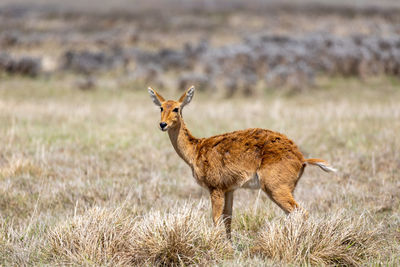 Side view of deer on field