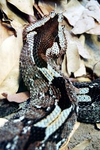 High angle view of crocodile