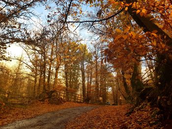 Trees in forest during autumn