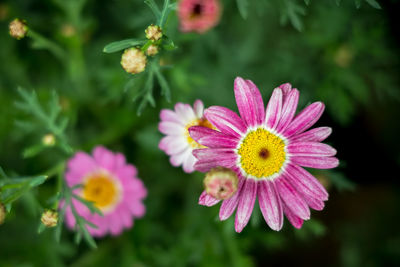 Close-up of pink flower