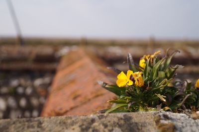 Close-up of yellow flowers