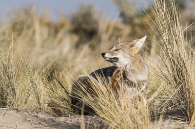 Fox standing on field