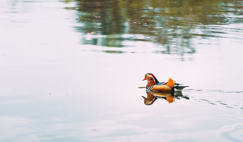 Bird swimming in a lake
