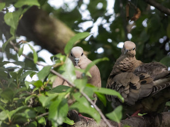 Low angle view of birds perching on tree
