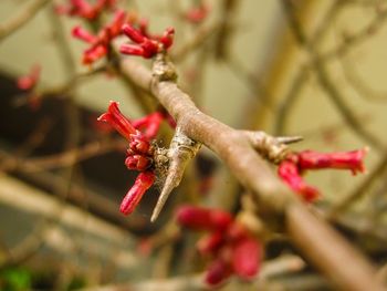 Close-up of red flowers