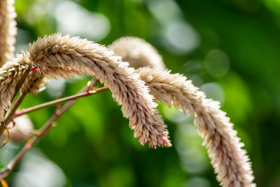 Close-up of flowering plant on field