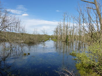 Scenic view of lake in forest against sky