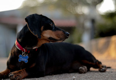 Surface level view of dachshund