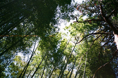 Low angle view of bamboo trees in forest