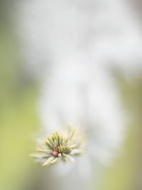 Close-up of flower