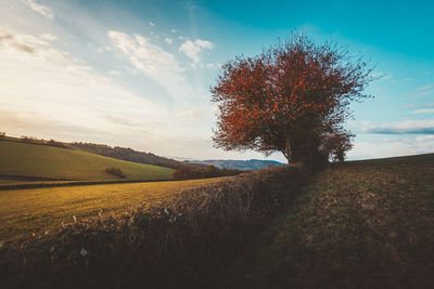 Tree on field against sky