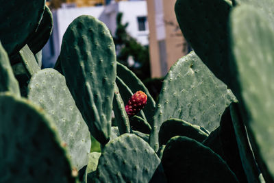 Close-up of succulent plant