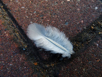 High angle view of feather