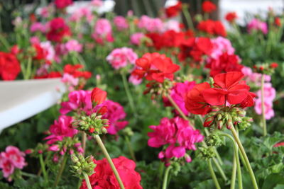 Close-up of pink flowering plants