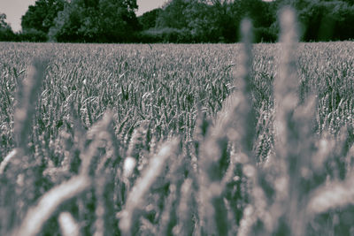 Crops growing on field