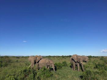 Elephant grazing on landscape against clear blue sky