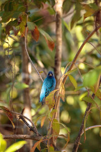 Bird perching on twig