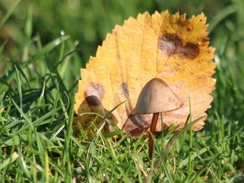 Close-up of dry leaf on grass