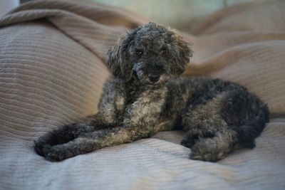 Portrait of dog resting