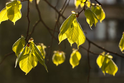 Close-up of yellow leaves on plant