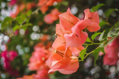 Close-up of orange bougainvillea blooming outdoors