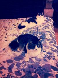 Cat lying on couch