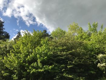 Low angle view of trees against sky