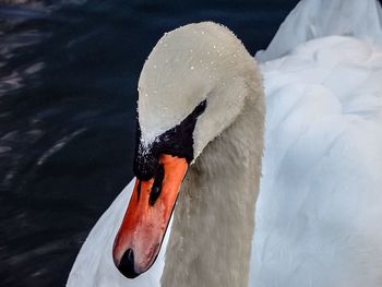 Close-up of swan swimming in lake