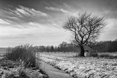 Trees on field against cloudy sky