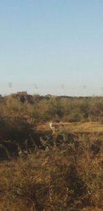 Scenic view of field against clear sky