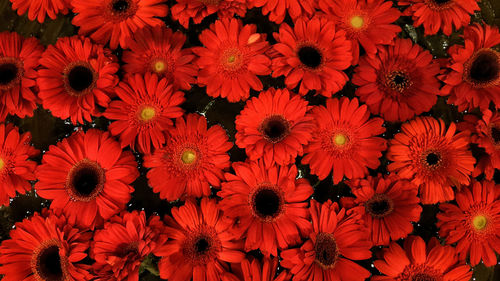 Full frame shot of orange flowers