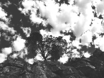 Low angle view of trees against sky