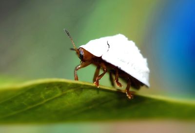 Close-up of insect on leaf